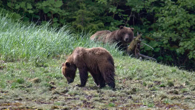 Mother brown bear looks on from behind tall grass as cub grazes grass, seen on a Gulf of Alaska cruise.