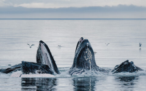 Group of humpback whales raise their mouths above the water in glassy water during a Gulf of Alaska cruise.