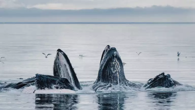 Group of humpback whales raise their mouths above the water in glassy water during a Gulf of Alaska cruise.
