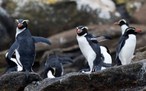 Snares penguins with yellow eyebrows, orange beaks, white chests & black backs stand atop dark rock on the Subantarctic Islands.