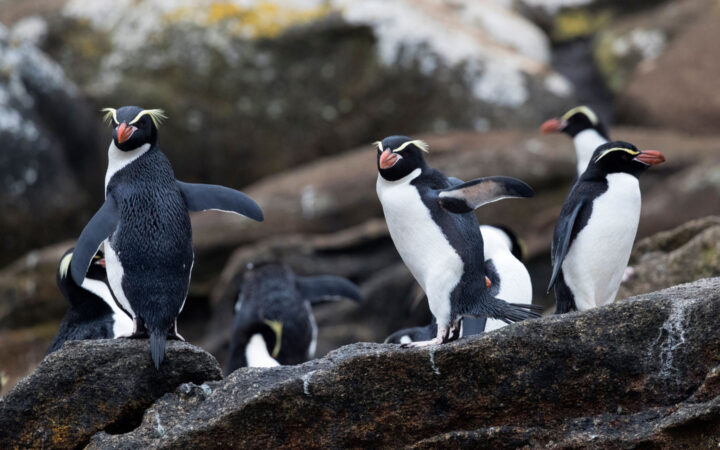 Snares penguins with yellow eyebrows, orange beaks, black backs & white chests sit atop dark rocks on the Ross Sea Odyssey.