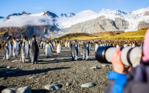 A person points a camera at a group of king penguins on the beach with snowcapped mountains in the background on a sunny day.