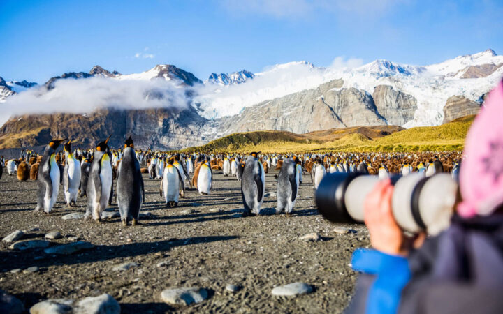A person points a camera at a group of king penguins on the beach with snowcapped mountains in the background on a sunny day.