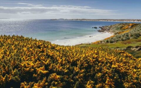 The view of a beach at the falklands, as seen on the explorers and kings expedition cruise to antarctica