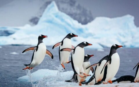 Gentoo penguins crowd on an iceberg with the ocean in the background in antarctica