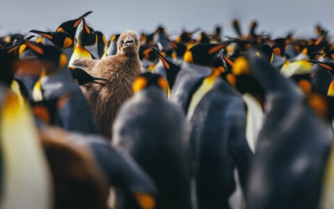 King penguins stand in a large flock with one brown, furry baby chick in the middle.