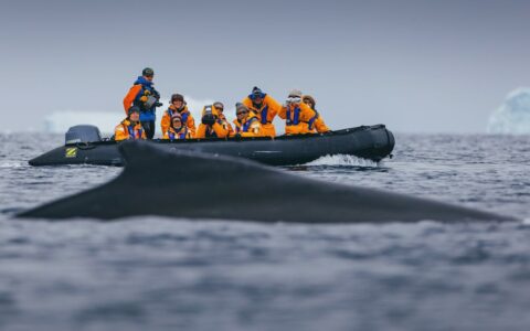 Polar travelers spot a minke whale while Zodiac cruising on an overcast day in Antarctica.