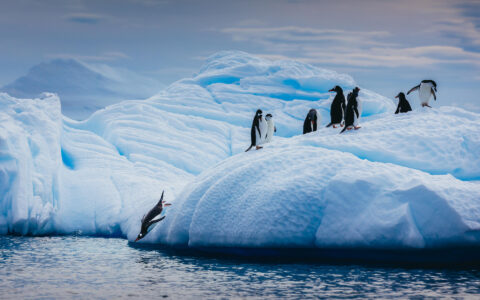 Penguin jumps off blue iceberg into cold Antarctic waters as others look on, seen on the Crossing the Antarctic Circle cruise.