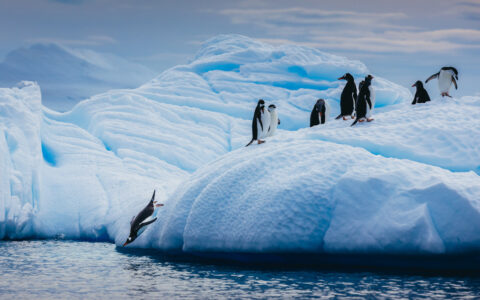 Penguin jumps off blue iceberg into cold Antarctic waters as others look on, seen on the Crossing the Antarctic Circle cruise.