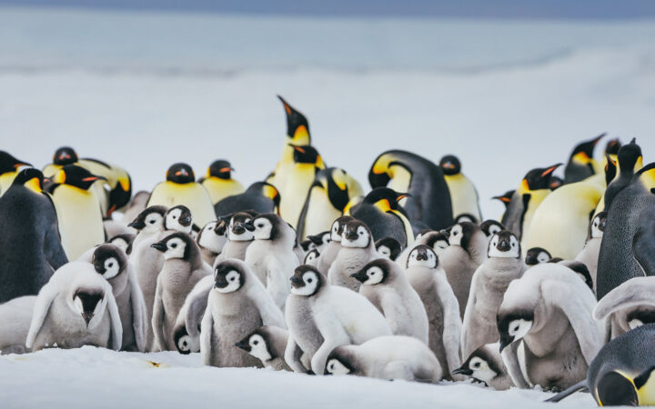 Back row of adult emperor penguins & front row of gray chicks, seen on the Emperor Penguin Quest in Antarctica.
