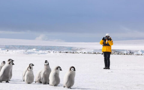 An adventurist is taking a photograph of emperor penguins as they waddle down the snowy path