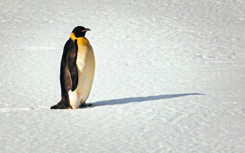 Lone adult emperor penguin with white belly, black back & yellow & orange colorings stands atop the snow in Antarctica.