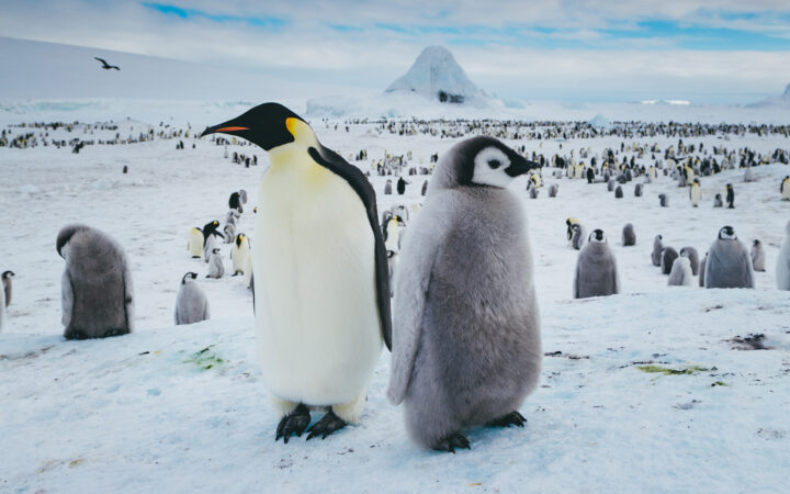 Adult emperor penguin in black, white, yellow & orange stands beside chick in gray fur in a large colony in snowy Antarctica.