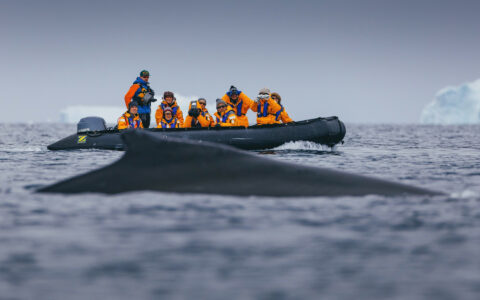 Travelers watch a whale surface beside their Zodiac near the Antarctic Circle.