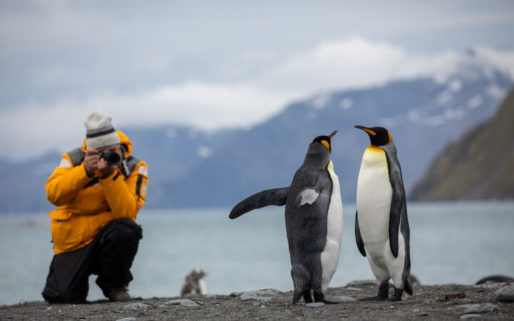 Two penguins about to do a chest bump as a photographer kneels down to capture the moment on the shore