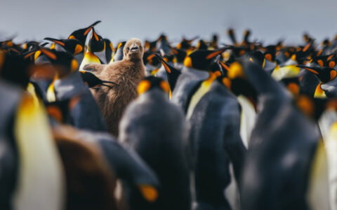 King penguin chick stands out in a vast South Georgia colony.