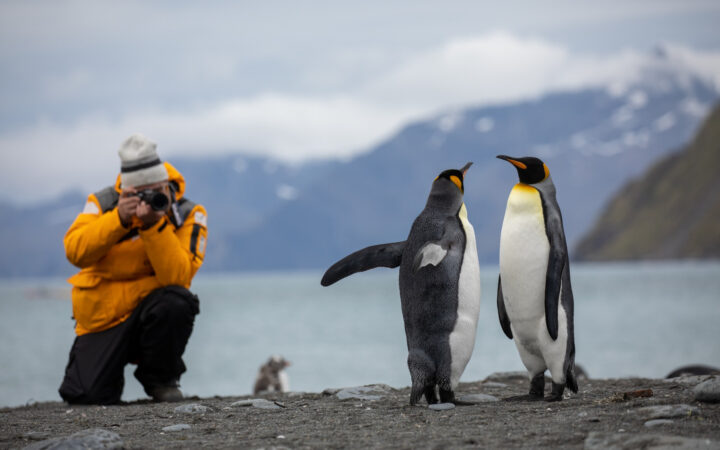 Photographer captures two king penguins on a South Georgia beach.