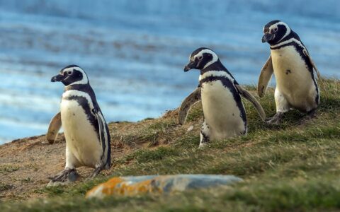 3 Magellanic penguins with white chests and black backs walk over grass with blue sky behind, during the Essential Patagonia cruise.