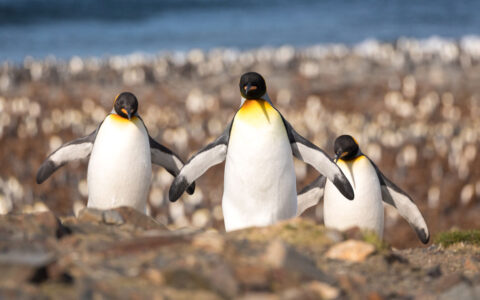 3 king penguins with white chests, black backs & yellow necks walk over brown rocks with a sea of penguin chicks behind.