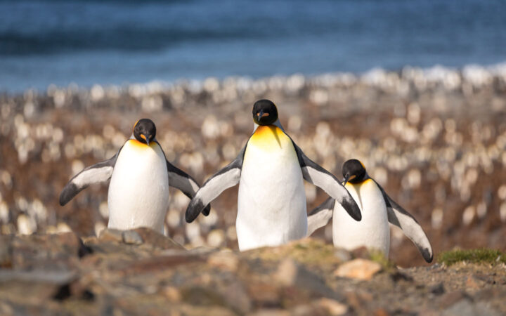 3 king penguins with white chests, black backs & yellow necks walk over brown rocks with a sea of penguin chicks behind.