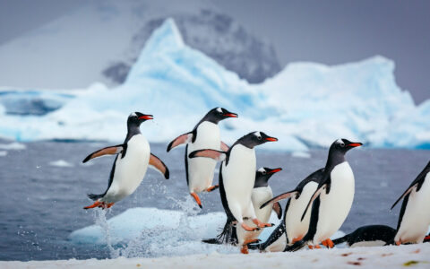 Gentoo penguins leap from icy Antarctic water with an iceberg behind them.