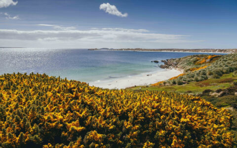 Golden gorse frames a turquoise bay and white beach in the Falklands.