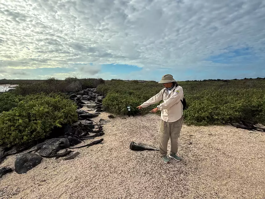 Guide dressed in sun gear pointing out black iguanas in the sand and rocks on a bright sunny day 