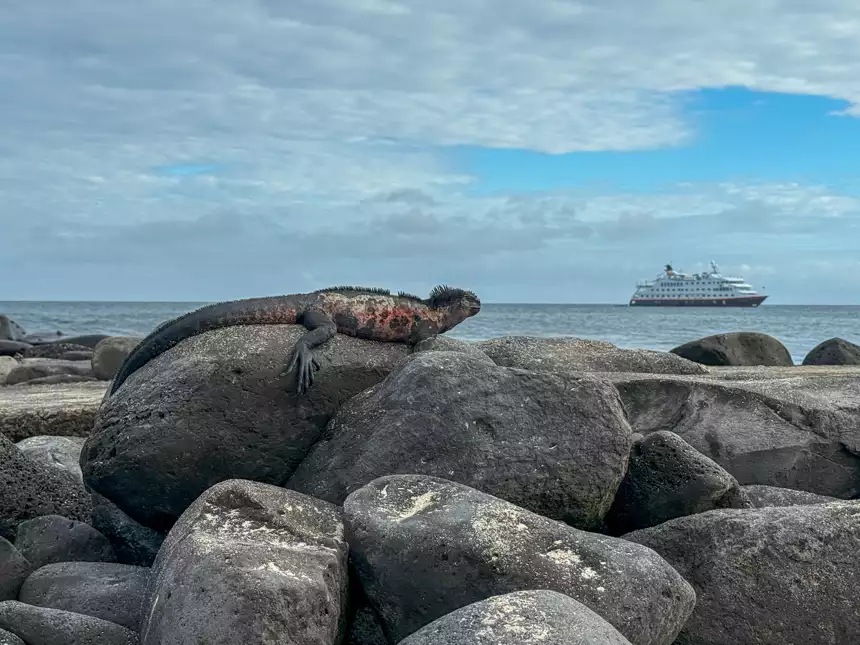 Iguana perched up on a mound of black rocks next to the  water with a small ship cruise off in the distance