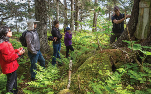 Naturalist points to a large tree in a dense forest as 4 Within the Wild Alaska guests look on during a nature hike.