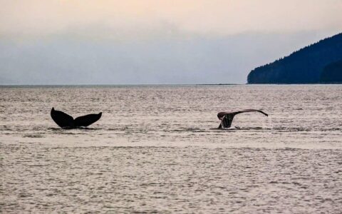 whale tails showing above water at dusk in alaska with mountains in the distance