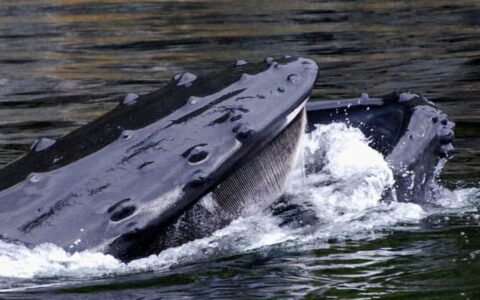 alaska humpback whale sticks its head out of still water