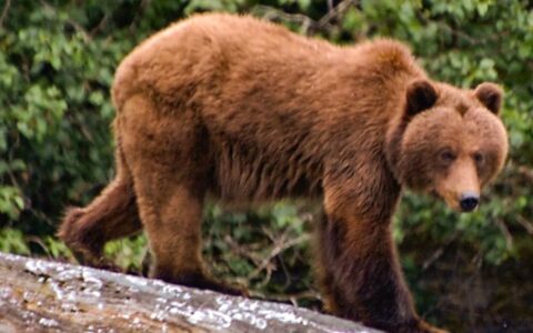 Brown bear walking over rock in Alaska with verdant green forest behind.