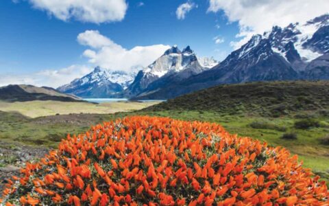 Patagonian Scarlet Gorse Guanaco Bush or Fire Tongue wildflowers in Torres Del Paine National Park with mountains in the background