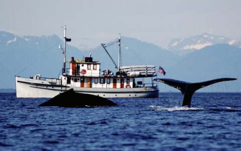 With a silhouetted mountain range backdrop, the historic Alaska small ship Catalyst floats on the water as two whales breach the water in front of it.