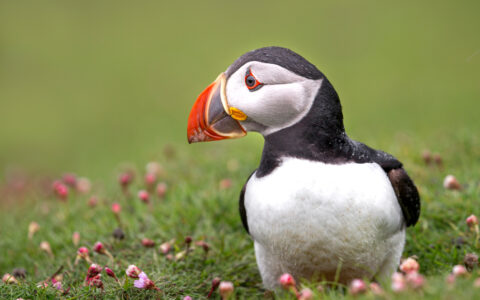 Puffin bird with white chest, black back & orange beak stands in grass & small wildflowers, seen on an Arctic Ocean Voyage.
