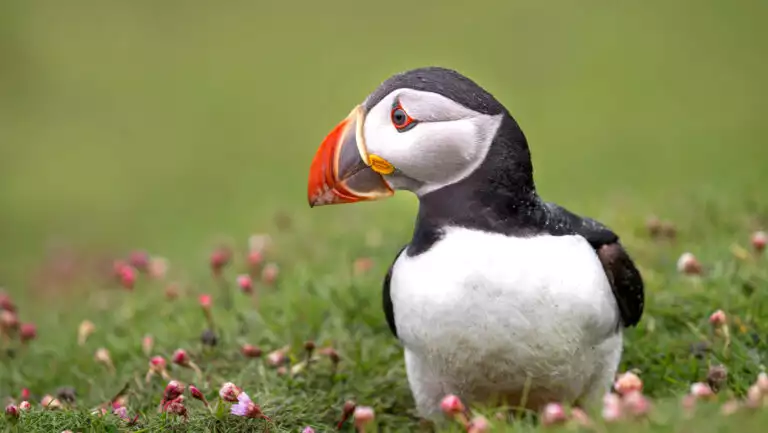 Puffin bird with white chest, black back & orange beak stands in grass & small wildflowers, seen on an Arctic Ocean Voyage.