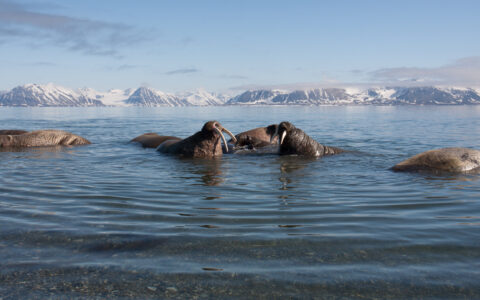 Small group of brown walrus with white tusks sits in shallow water with snowy peaks behind, seen on an Arctic Ocean Voyage.