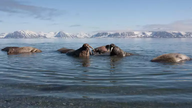 Small group of brown walrus with white tusks sits in shallow water with snowy peaks behind, seen on an Arctic Ocean Voyage.