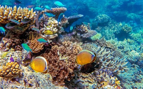 Tropical brightly-colored fish swim amongst healthy reef in turquoise waters, seen on the Cape York & Arnhem Land cruise.