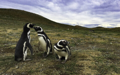Three magellaic penguins on the grass in Patagonia