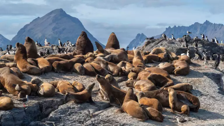 A colony of South American sea lions on small islets in Lapataya Bay, Tierra del Fuego, Argentina.