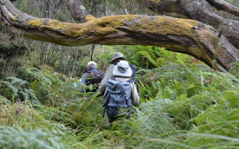 Tasmania cruise travelers in hiking gear & sun hats carry day packs through dense ferns & under long, mossy tree branches.