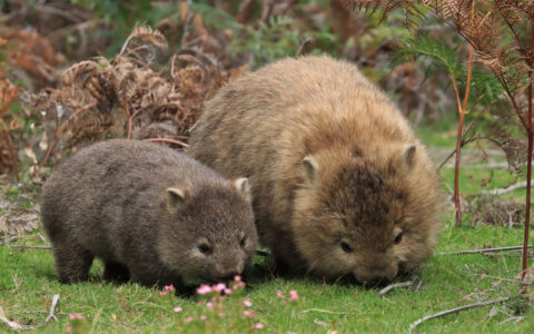 Mother & baby wombats with brown fur & rounded bodies feed on green grass, seen on a Tasmania small ship cruise.