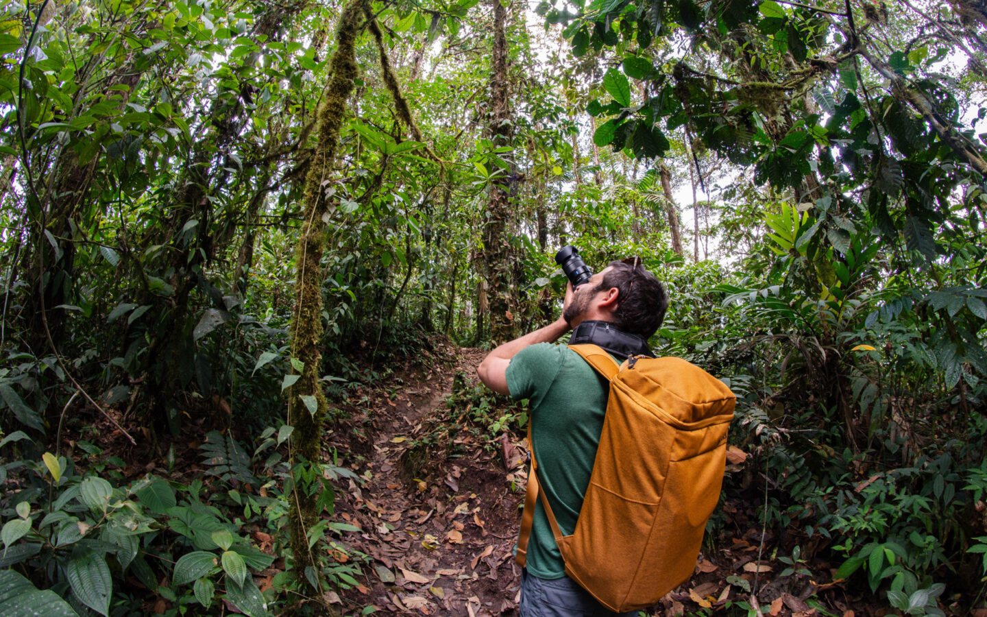Man in green t-shirt with gold backpack stands in cloud forest & photographs the canopy above him on an Ecuador vacation.