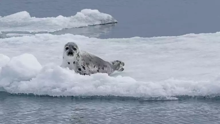 Lone harp seal with black & white-spotted skin sits atop an iceberg in calm water, seen on the Iceland Explorer cruise.