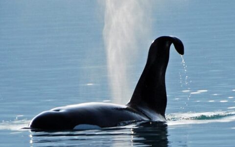orca coming up for air with water spewing from its blowhole in the eastern passage of alaksa