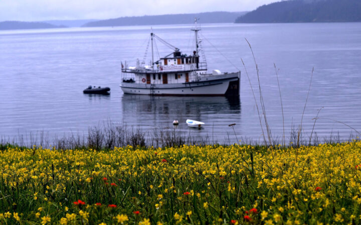 Catalyst historic small ship with white decks & Zodiac boat behind sits offshore from yellow flowers in San Juan Islands.