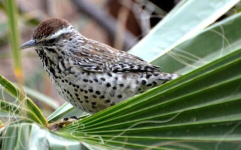 wren in cactus on westward voyages in the sea of cortez cruise in baja