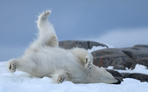 large polar bear rolls on its side and head in white snow next to rocks
