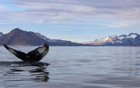 whale tail as it goes back under water seen while cruising around greenland